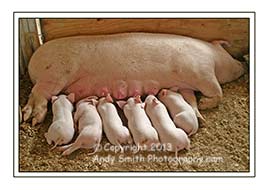 contentment - mother pig with babies